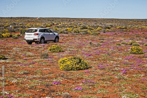 Namaqualand Flower Tourism 11606