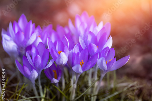 dzikie krokusy fioletowe jako wiosenne tło. purple crocuses 