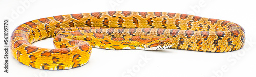 corn snake - Pantherophis guttatus - formerly known as Elaphe Guttata or red rat snake. Isolated on white background