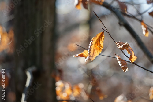 Jesienna pogoda i wysuszone liście na gałęzi