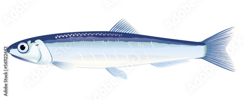 One anchovy fish from one side, high quality illustration of sea fish, realistic sea fish illustration on white background
