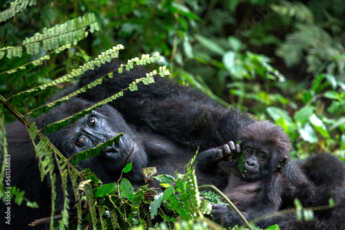 Gorilla Mother and Baby Bwindi Impenetrable Forest National Park Uganda 4168