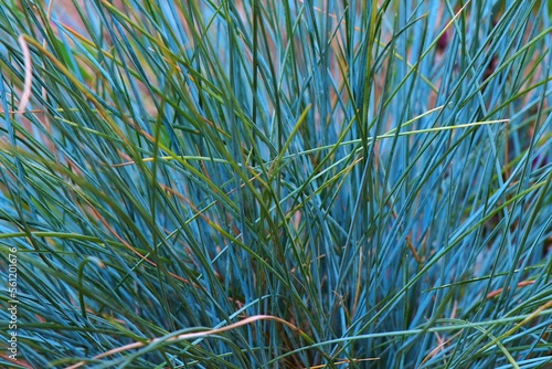 Pięknie wybarwiona kępa trawy ozdobnej, kostrzewa sina (Festuca Glauca)