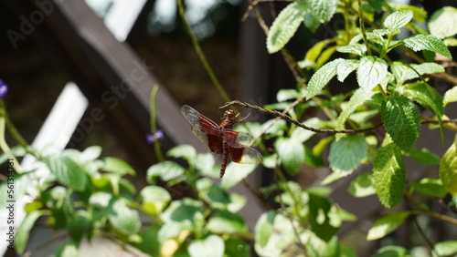 La Neurothemis fluctuans, communément appelée la libellule parasol, est une espèce de libellule largement répandue en Asie du Sud-Est. 