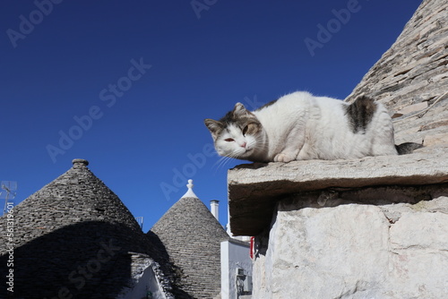 A cat in Alberobello, Italy