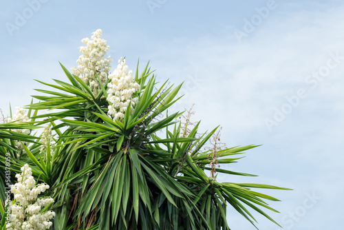 Yucca gigantea (Yucca elephantipes, Yucca guatemalensis) - a species of yucca. White flowers against the sky, copy space