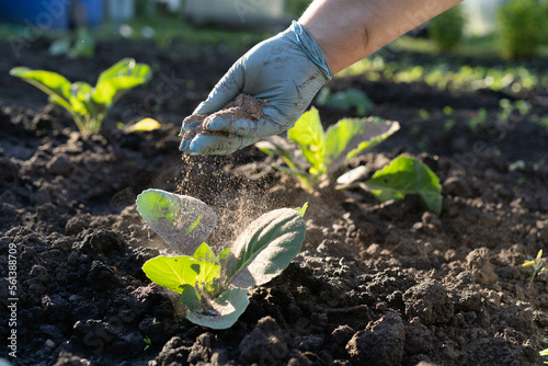 a woman's hand sprinkles ash on a small sprout of cabbage, protection of the crop from midges and fertilizer for the crop, ash for plants