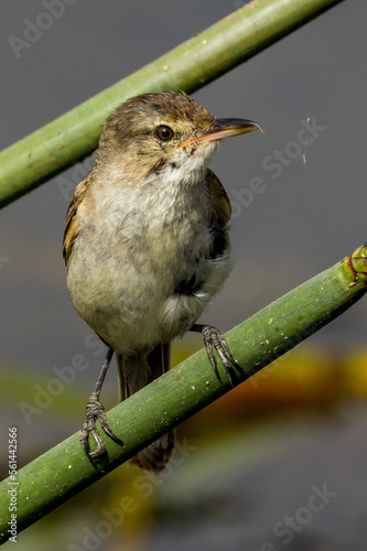 Australian Reed Warbler in Victoria, Australia