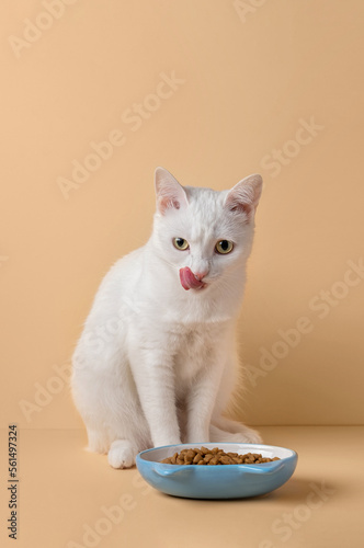 Beautiful white cat sitting next to a food bowl on a beige background, concept. Feeding a pet. Copy space