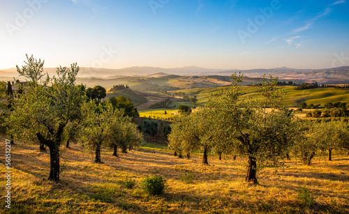 Olivenhain in der Toskana im Morgenlicht