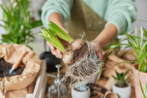 Unrecognizable woman holds flower bulbs with roots in soil transplants plants surrounded by pots blurred background stands indoor. Unknown botanist busy replanting. Gardening and botany concept.