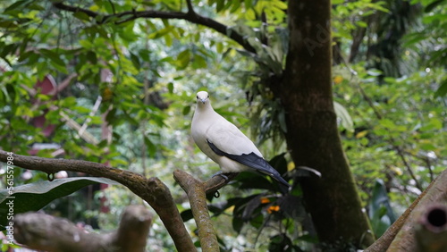  Pied imperial-pigeonは、ピエド帝国鳩とも呼ばれ、東南アジアやオーストラリアの一部に生息する大型のハトです。彼らは白と黒の色合いを持ち、優雅な姿勢で知られています。彼らの名前は、その優雅さと外観に由来し、威厳のある帝国鳩という意味です。