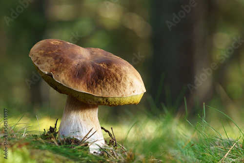 Boletus edulis. Penny bun, cep, porcino or porcini is a basidiomycete wild fungus. Brown mushroom, natural environment background
