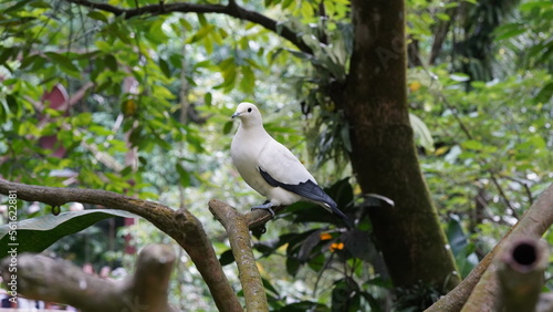  Pied imperial-pigeonは、ピエド帝国鳩とも呼ばれ、東南アジアやオーストラリアの一部に生息する大型のハトです。彼らは白と黒の色合いを持ち、優雅な姿勢で知られています。彼らの名前は、その優雅さと外観に由来し、威厳のある帝国鳩という意味です。