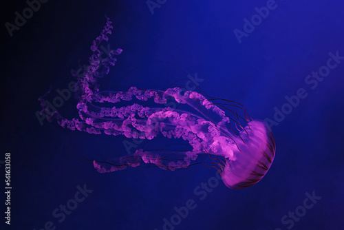 macro shooting under water chrysaora plocamia jellyfish