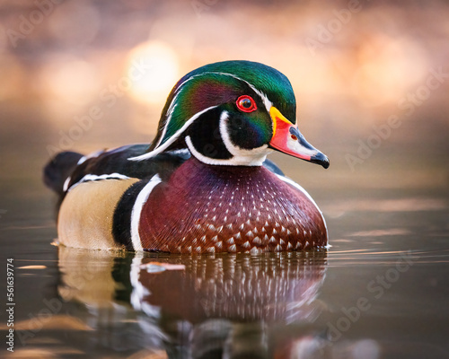 Close up of mature Wood duck (aix sponsa) drake making eye contact on fall morning Colorado, USA