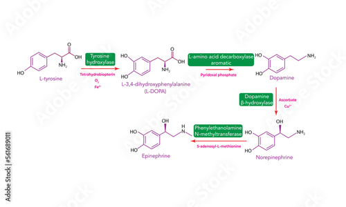 Biosynthesis of catecholamines 
