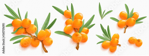 Sea buckthorn branches with orange berries and green leaves isolated on transparent background. Natural plant twigs with fresh seabuckthorn fruits, vector realistic illustration