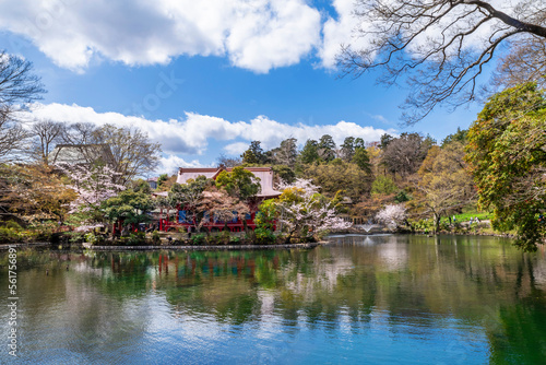 桜咲く井の頭池と井の頭弁財天の風景（2022年3月）