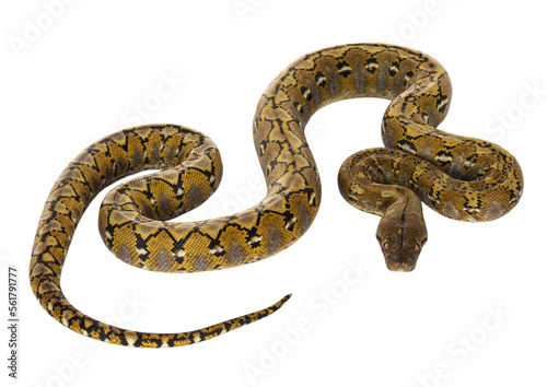 Beautiful Reticulated python aka Malayopython reticulatus snake in color platinum. Isolated cutout on transparent background.