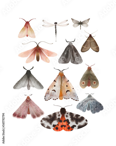 Moth and butterfly watercolor hand painted set of illustrations. Insects, moths - collection of isolated elements