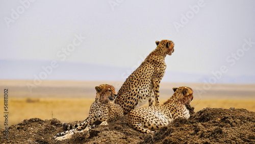 Junge Geparden spähen nach einer Beute