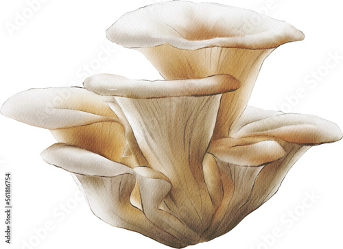 Oyster mushroom illustration. Watercolor fungi species. Pleurotus ostreatus isolated on transparent background. Forest. Сooking