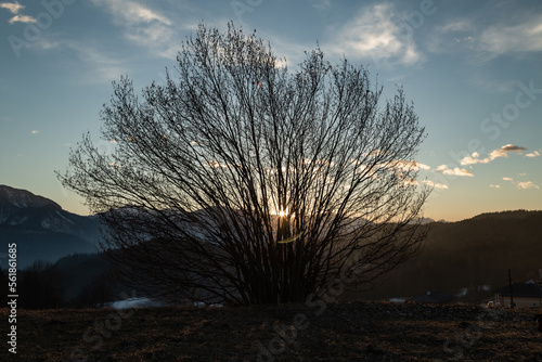 hazel tree at sunset.