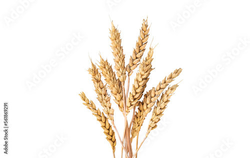 spikelets of wheat isolate on white background. Selection focus.