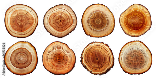 Set of realistic wood slices. Round cuts of logs. Wooden elements with place for your text. Vector illustration