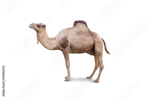 Arabian Camel, dromedary or arabian camel isolated on white background