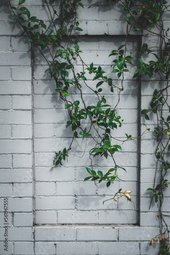Leaves over a white brick background