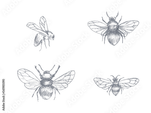 Drawing of a bee, a bumblebee with spread wings, drawing in pencil
