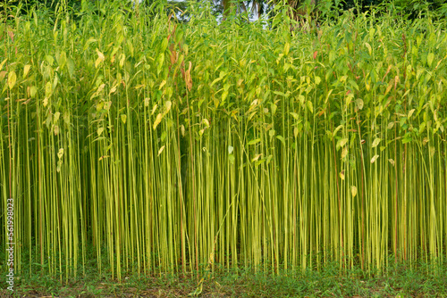 Green jute field. The jute is being dried on the ground. Jute is a type of bast fiber plant. Jute is the main cash crop of Bangladesh.