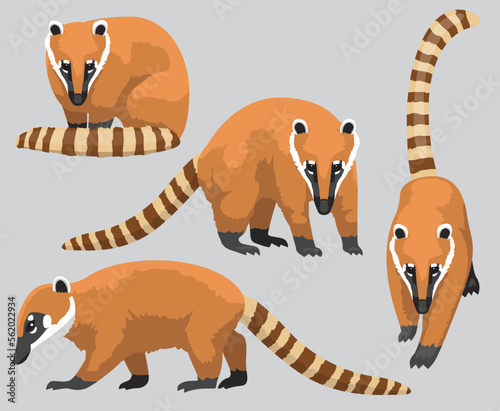 South American Coati Cartoon Poses Vector Illustration