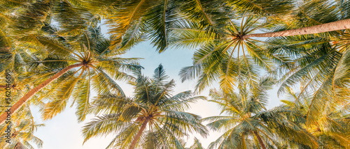 Summer beach background palm trees against blue sky banner panorama, travel destination. Tropical beach background with palm trees silhouette at sunset. Vintage effect. Meditation peaceful nature view