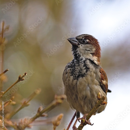 House sparrow (Passer domesticus) at the turn of winter and spring.