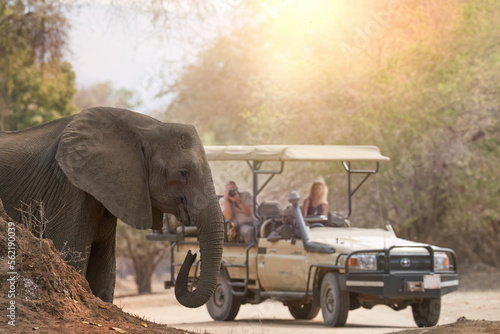 On a safari in Africa: unrecognisible tourists in open roof safari car watching elephant in foreground. ManaPools, Zimbabwe. 