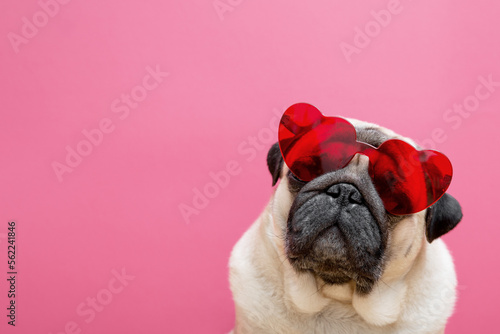 Beige cute pug dog in red heart-shaped glasses on a pink background. Valentine's day concept. Symbol of love and romance. Copy space