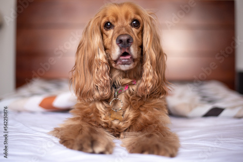 cute surprised happy cocker spaniel dog in bed