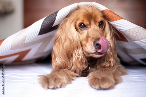 cute cocker spaniel dog showing its tongue in bed