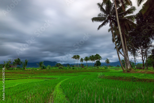 the natural scenery of green rice and beautiful mountains in Indonesia