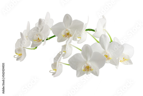 white phalaenopsis orchid flowers on a stem, isolated on a white background