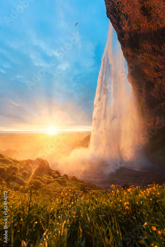 Majestic Seljalandsfoss waterfall flowing with midnight sunset shining and flower field in summer at Iceland