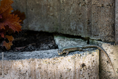 Little lizard warming up on the stone wall