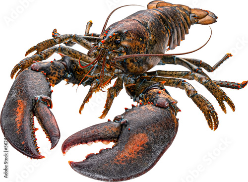 Fresh raw lobster isolated