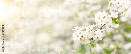 Spring tree with white flowers. Spring border or background art with white flowers. Beautiful nature scene with blossoming tree and sunlight.