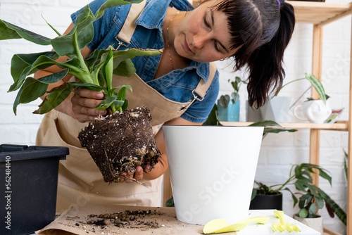Transplanting a home potted plant banana palm Musa into a pot with automatic watering. Replant in a new ground, women's hands caring for a tropical plant, hobbies and environment