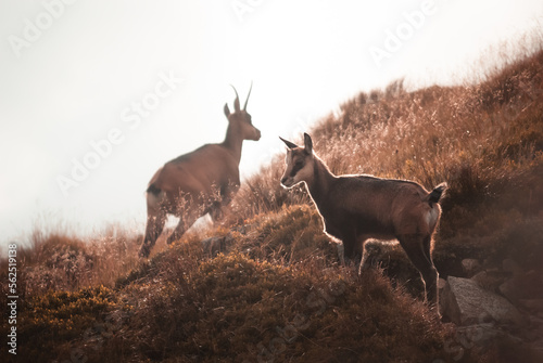 beautiful view of a chamois with a young who stands on a mountain range in the Low Tatras during a warm summer day, Low Tatras, Slovakia