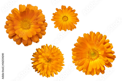 yellow and orange heads of officinalis calendula flowers isolate top view